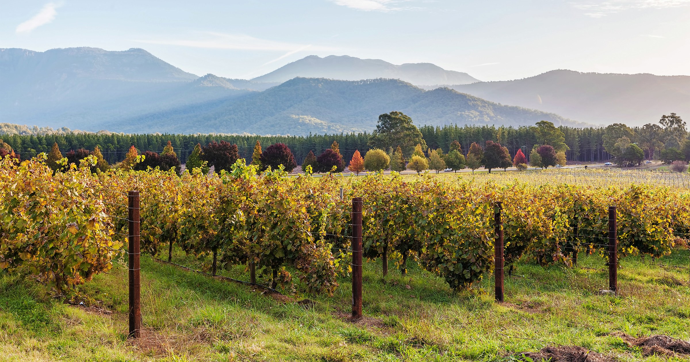Rows of vines closeup in Autumn at sunset in Victoria, Australia.