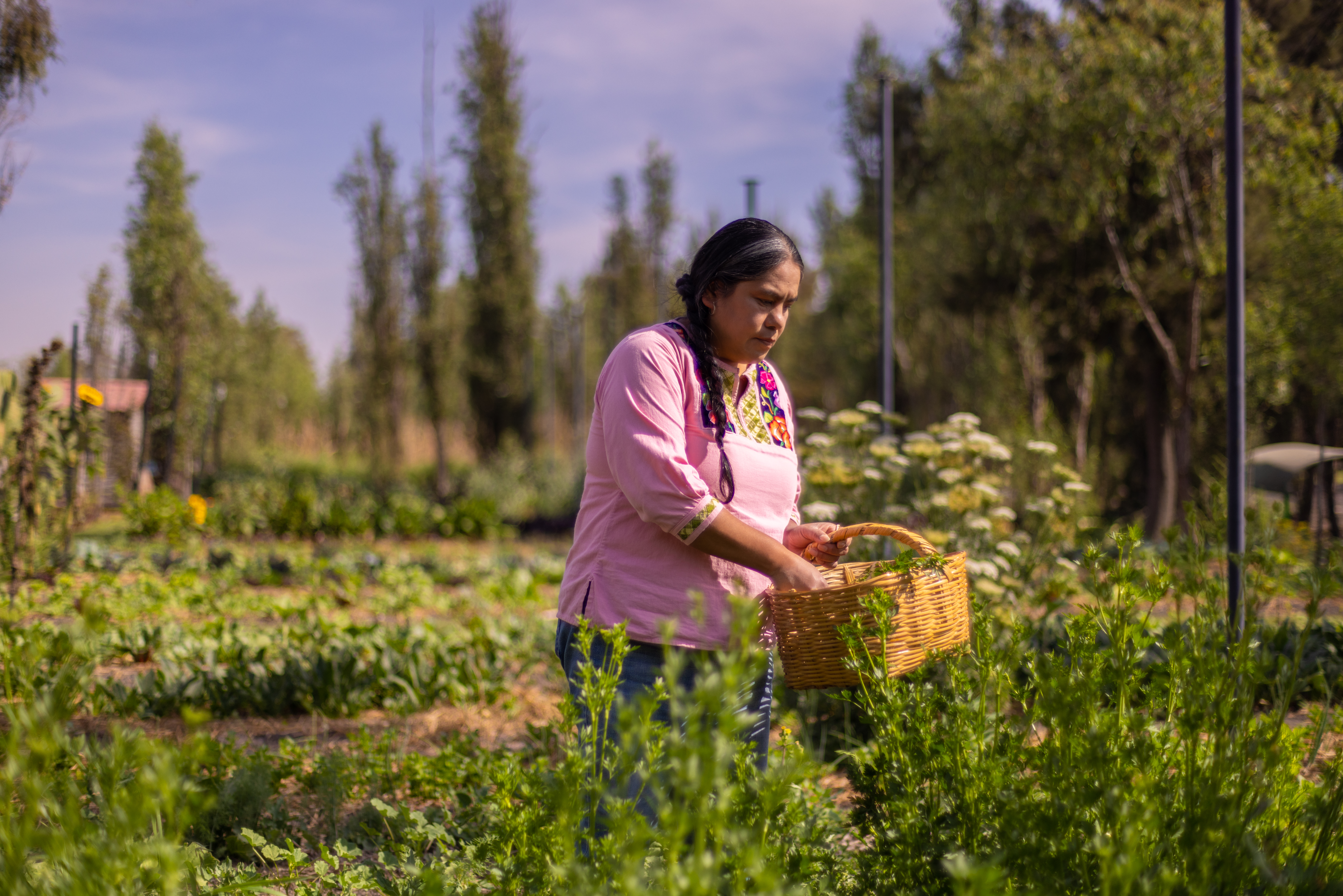 Rosalba, Anfitriona en Airbnb, con camisa rosada en una huerta, con una canasta en la mano, recolectando
